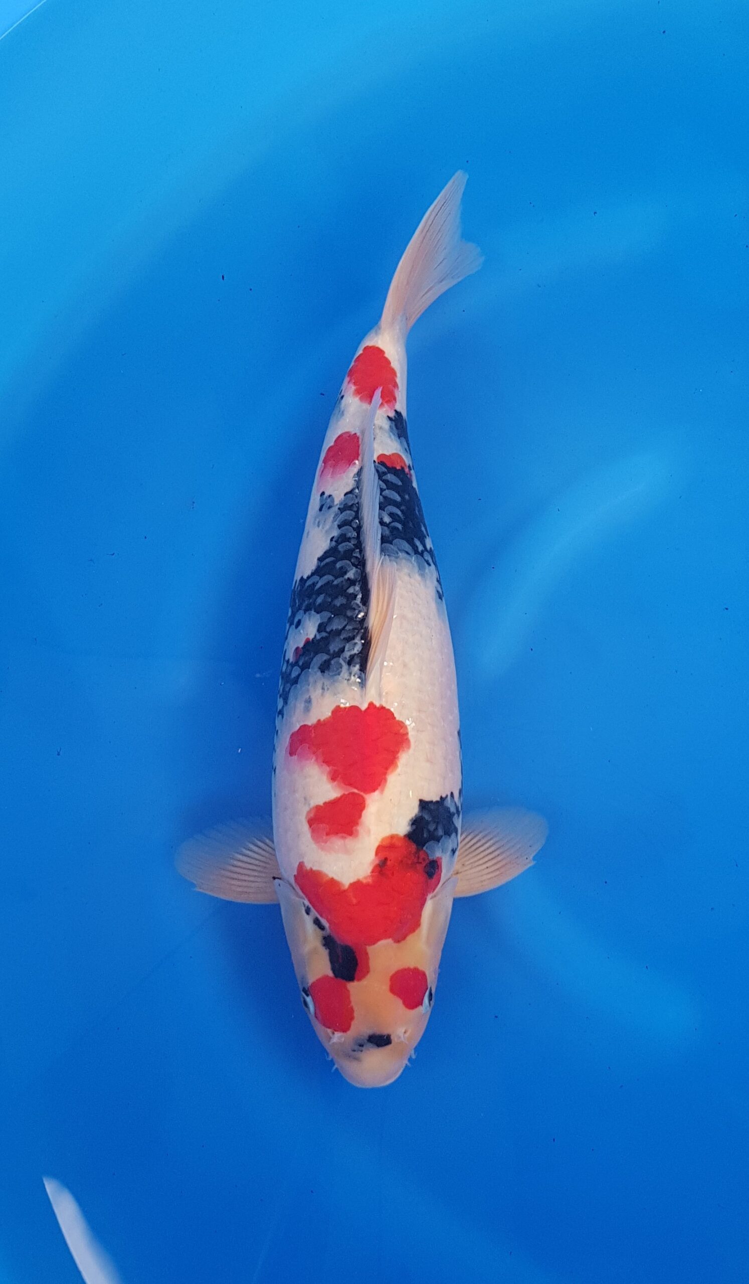 Showa - Quartier général de Nisai (2 ans) - KOI-31051