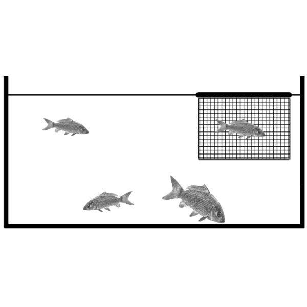 Animal, Fish, Sea Life