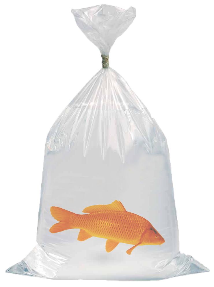 Plastic, Bag, Fish, Sea Life, Plastic Bag