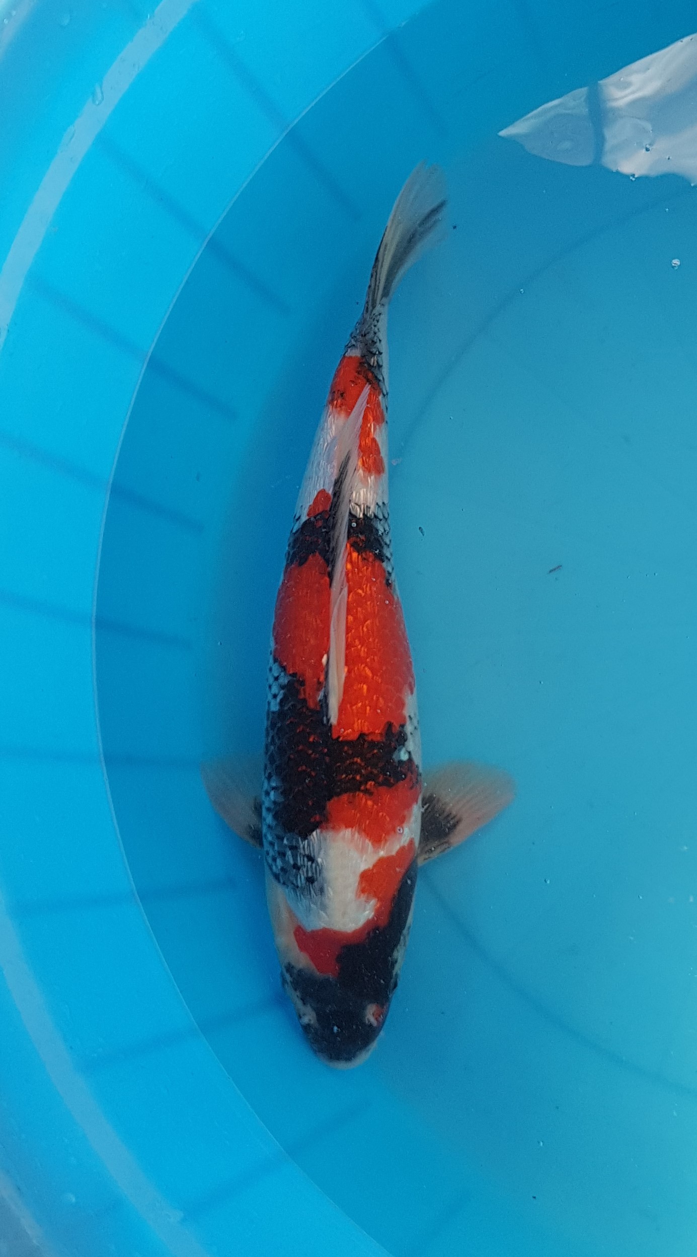 Showa ginrin - Nisai (2 ans) - KOI-30584