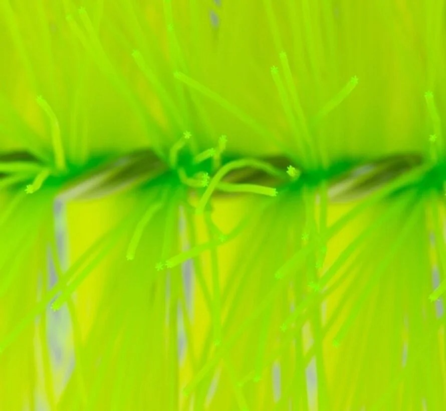 Green, Purple, Moss, Plant