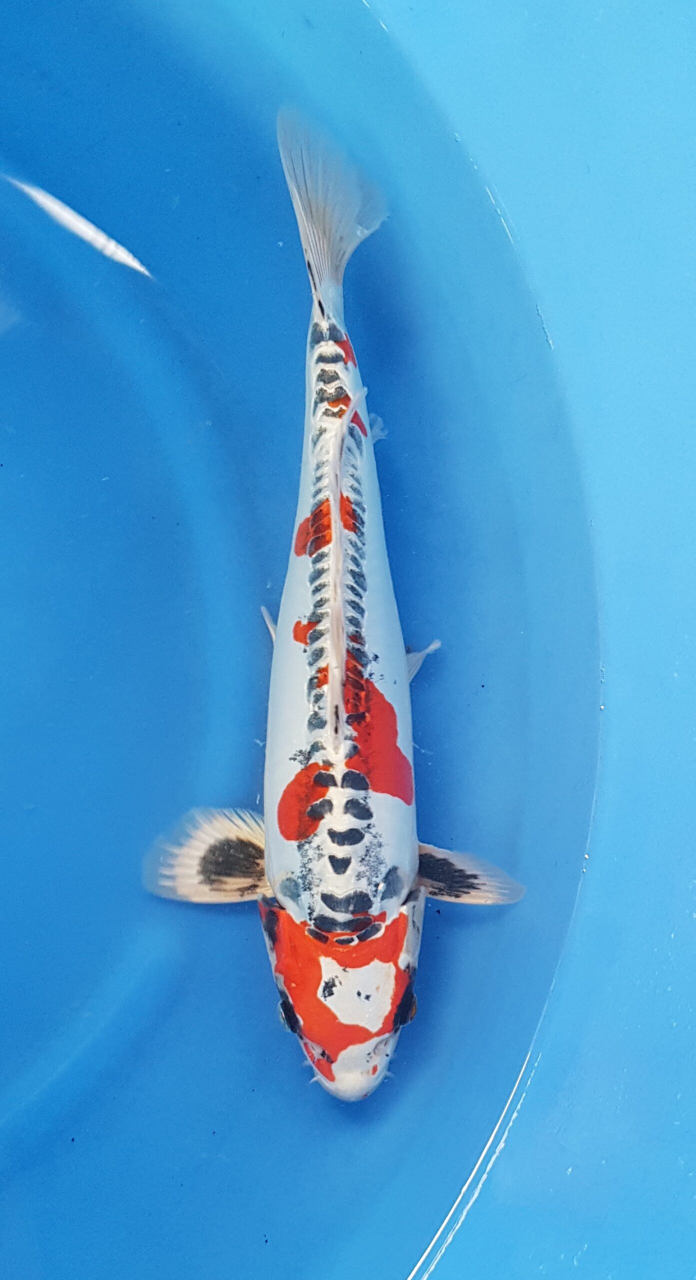 Kikokuryu (beni) - Nisai (2 ans) - KOI-30453