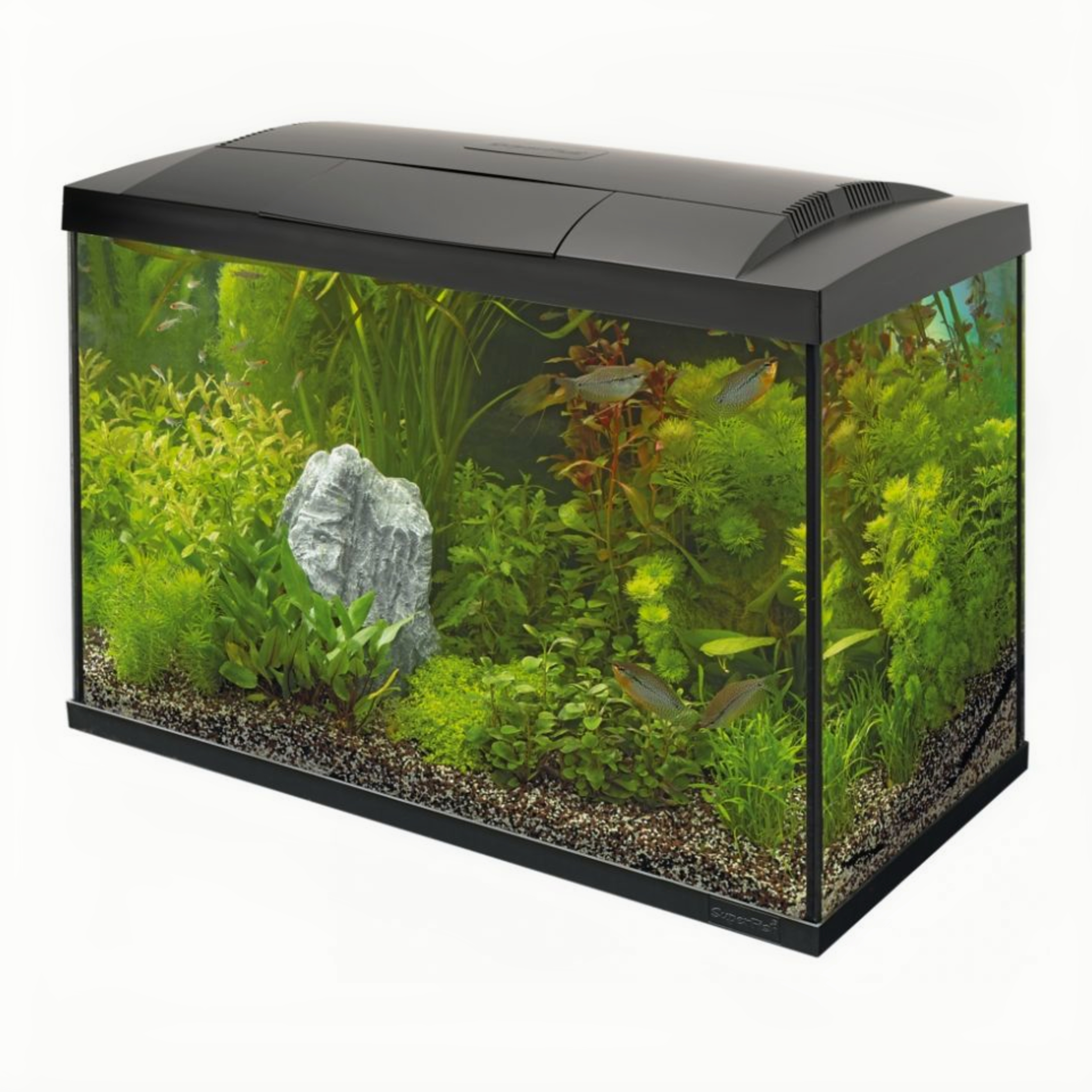 Animal, Aquarium, Fish, Sea Life, Water