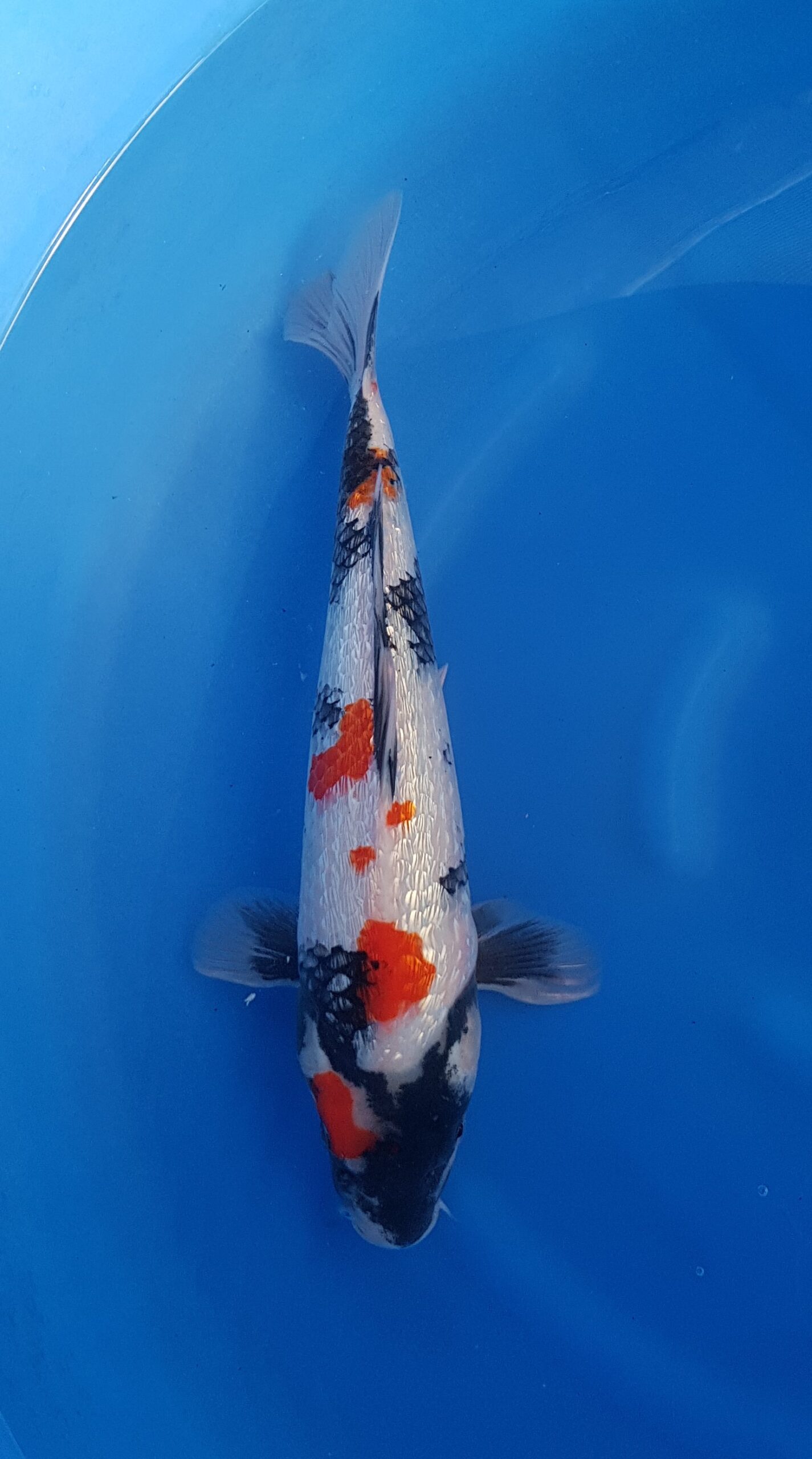 Showa ginrin - Nisai (2 ans) - KOI-30546